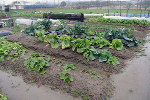 03_04_一般的な畑（イメージ）